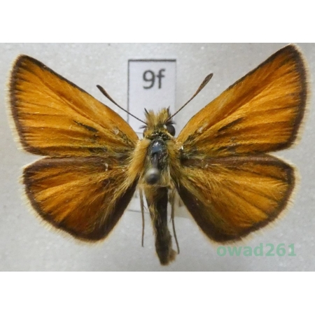 Thymelicus lineola (Ochsenheimer, 1808) Czech9f